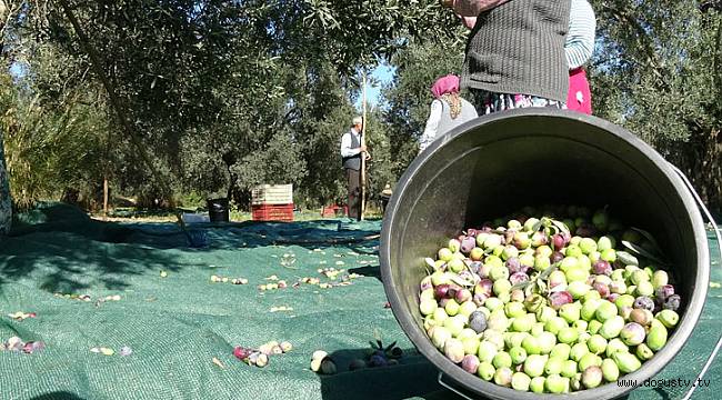 Zeytinde bilinçli hasat, rekolteyi arttırdı