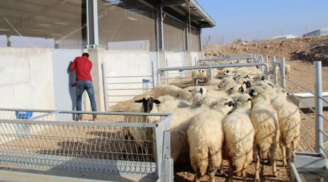 31 bin genç çiftçiye hibe desteği