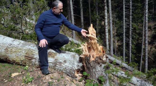 Ağaçlar fırtınanın şiddetine dayanamadı