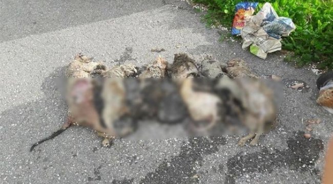 Antalya'da hayvan katliamı! Görenler şoke oldu