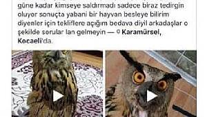 Baykuşu tedavi ettikten sonra internetten satışa çıkardı!