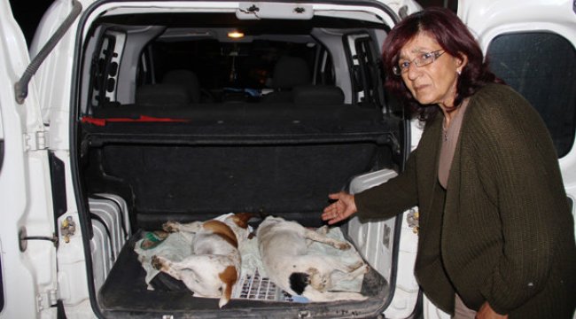 Bodrum'da köpek katliamı