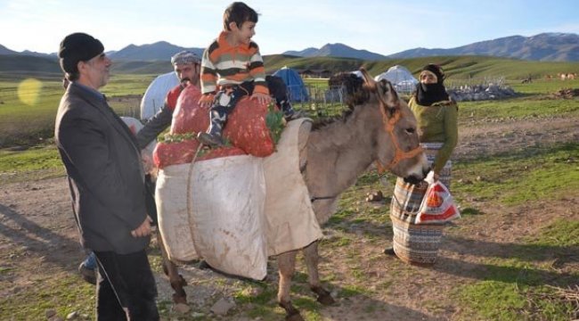Dağdan eşekle taşınan gülbahar bitkisi kamyonlarla batıya gönderiliyor