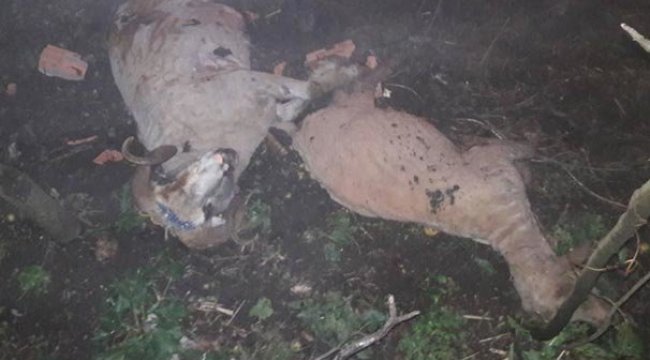 Hayvanlar bu halde bulundu! Giresun'da korkulan anlar