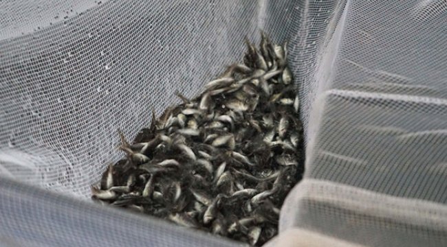 Hepsi yavru! Türkiye'den 100 ton aldılar...