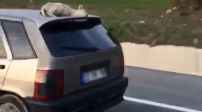 Ölen kuzuyu otomobil üzerinde taşıyan sürücüye bin lira ceza