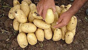 Yerli patates tohumu üretimi başlıyor