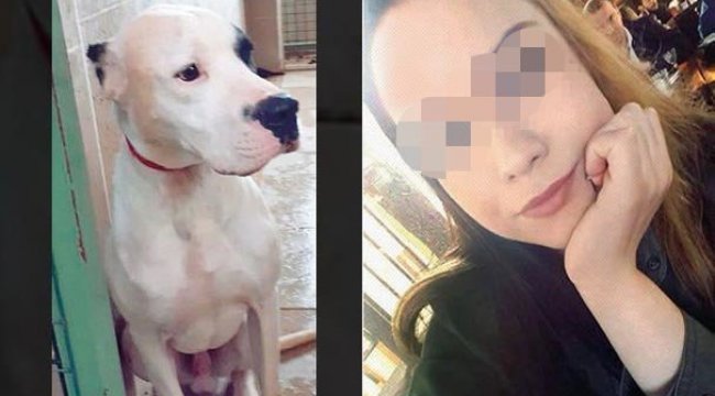 Köpeğin saldırısına uğradı! Hayatı karardı...
