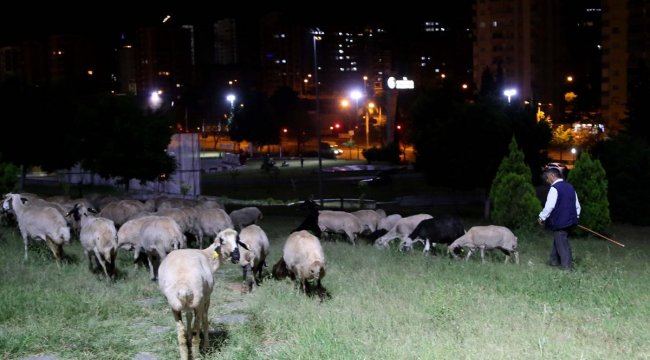 Ağıldan kaçan koyunlar parkta bulundu