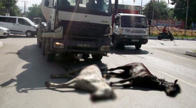 Sahibinden kaçan atlar beton mikseri ile kafa kafaya çarpıştı