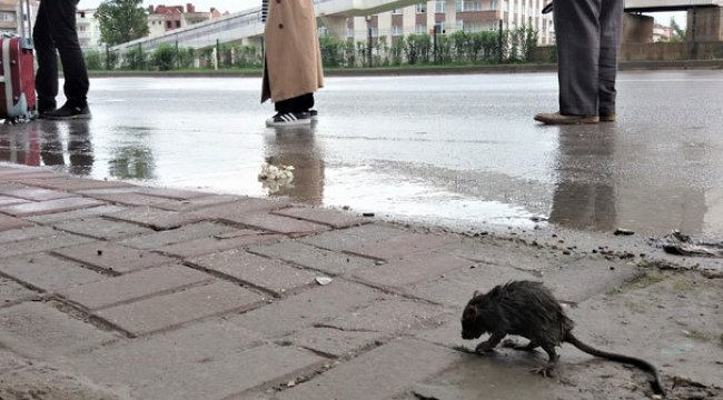 Yağmurdan ıslanan fare otobüs durağına sığındı