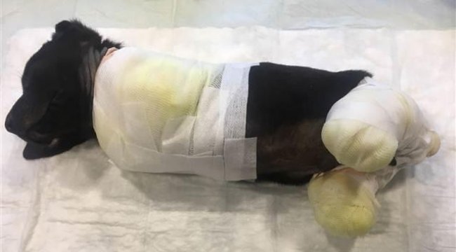 4 ayağı kesilen köpeği vatandaşlar kurtardı