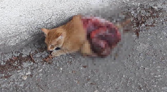 Antalya'da vahşet! Canlı canlı derisini yüzdüler