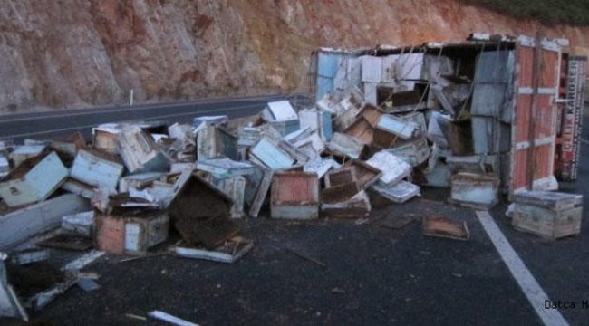 Binlerce arı sürücülere zor anlar yaşattı