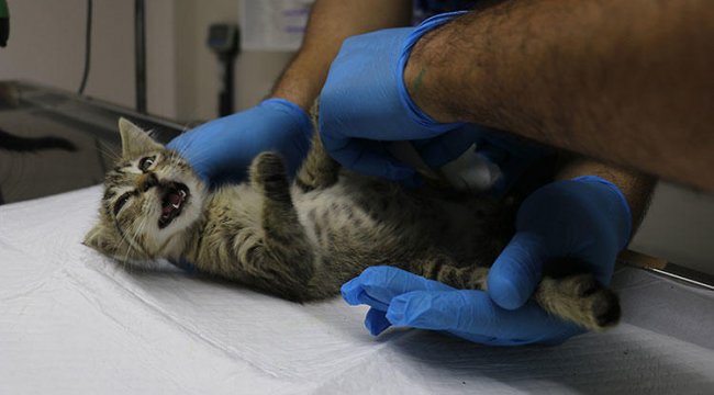 Kedi yavrularının ayaklarını kestiler