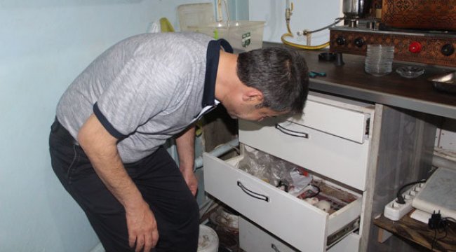 Siirt'te bir kedi girdiği iş yerinin çekmecesinde yavruladı.