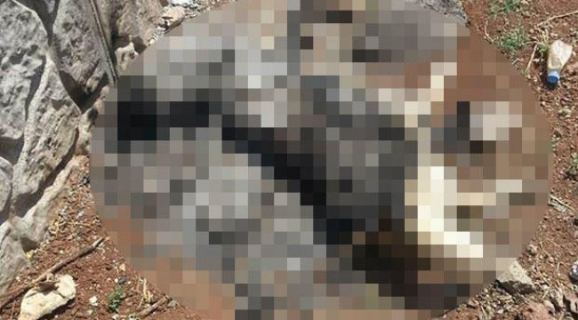 Diyarbakır’da yakılan köpekle ilgili başsavcılıktan soruşturma