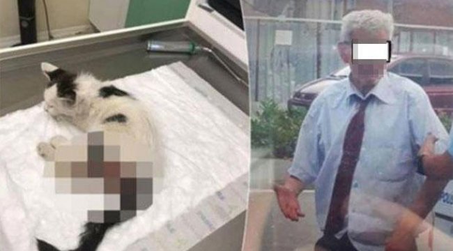 Kediye tecavüz soruşturması: Şüpheliye 3 yıla kadar hapis istemi