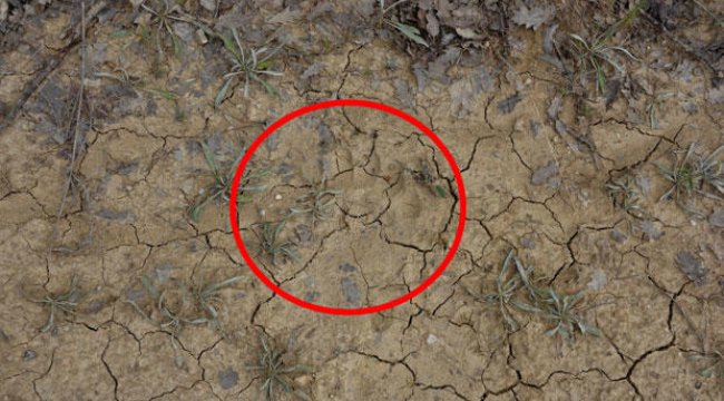 Uşak'ta ilk kez görüldü! Fotokapanla aranıyor...