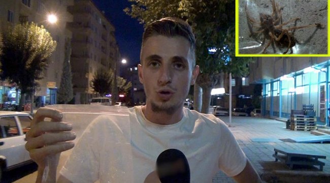 Bu örümcek korkutuyor