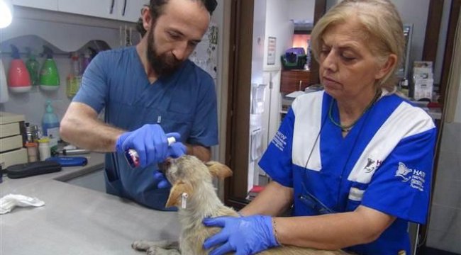 Yüzü yakılan köpek, bir gözünü kaybetti