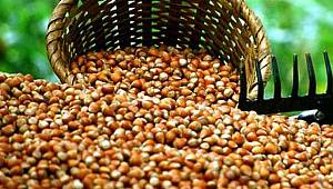 Fındık ihracatında lider Trabzon