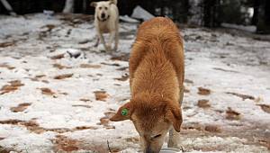 KARTAL BELEDİYESİ KARLI HAVADA SOKAK HAYVANLARINI UNUTMADI 