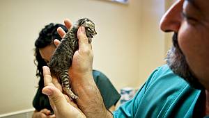 Maltepe Belediyesi son 5 yılda 57 bin sokak hayvanını tedavi etti!