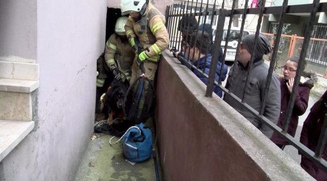 5 metrelik kuyuya düşen köpek kurtarıldı