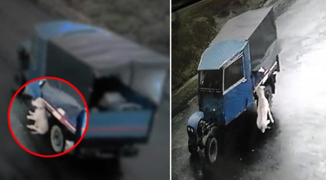 Böyle vahşet görülmedi! Tarım aracıyla köpeğe işkence...