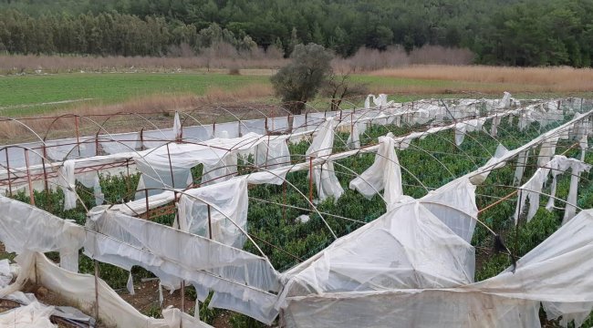 Kaş'ta fırtınada 500 dönüm sera zarar gördü
