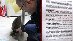 Samsun'da şaşırtan olay... Baktığı sokak kedisi başına iş açtı 