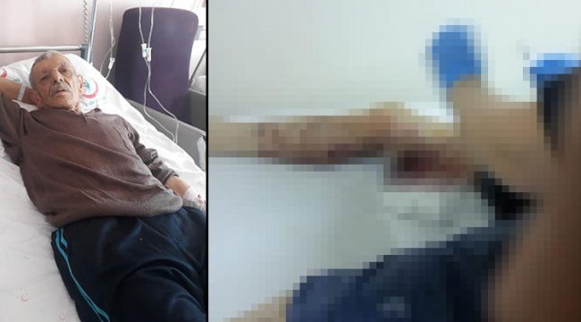 Yaşlı adam domuz saldırından ufak sırıklarla kurtuldu