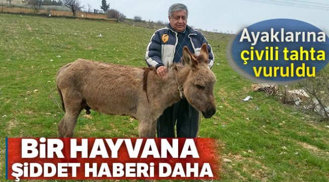Gaziantep'te sıpaya akıl almaz işkence