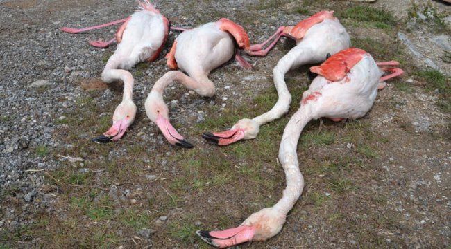 Aksaray'da 4 flamingo öldürüldü