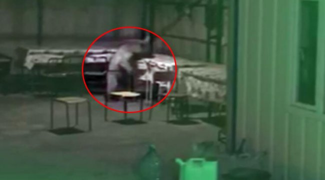 Sarıkamış’ta ayı inşaat bekçisini çıldırttı