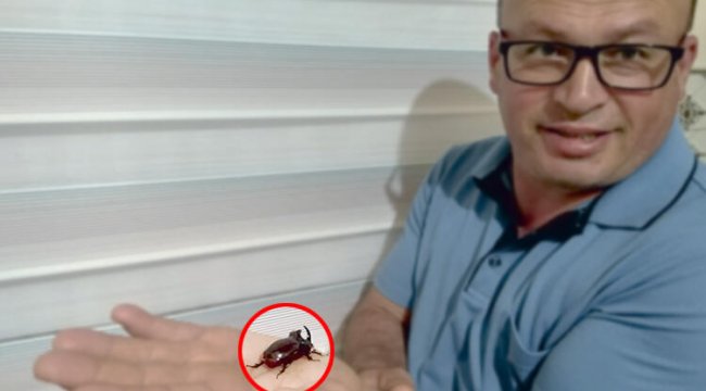 Mersin'de, gergedan böceği bulundu