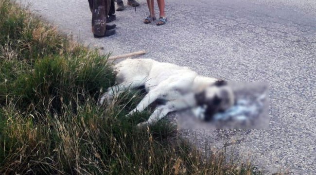 Vicdansızlar! Sokak köpeklerini zehirleyerek öldürdüler