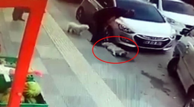 Ankara'da şoke eden görüntü! Vicdansız!