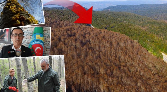 Bursa'da büyük tehlike... Onlarca hektarlık alanı istila ettiler