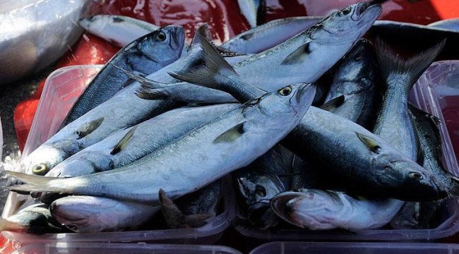 Denizlerin prensi Lüfer 130 liradan satılıyor