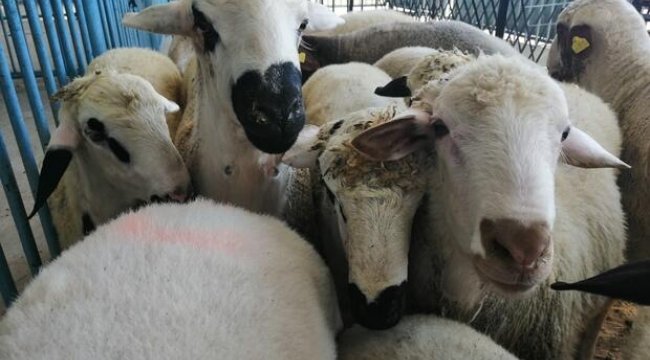 Veba karantinası! Giriş ve çıkışlar kapatıldı