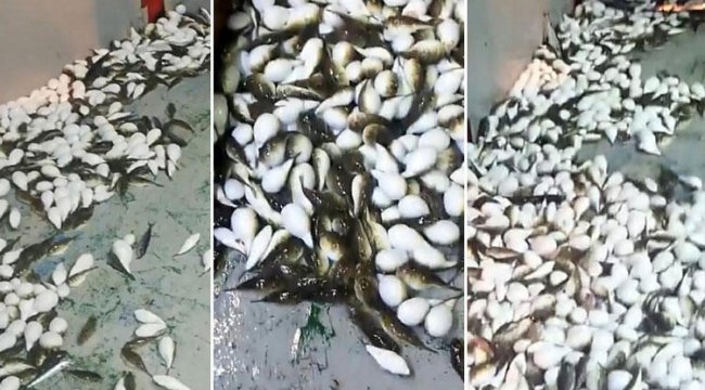Antalya'daki korkutan görüntünün ardından o balıkçı konuştu!