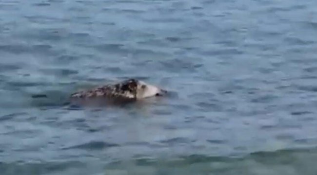 Çanakkale'de denizde görüntülenen domuz şaşırttı
