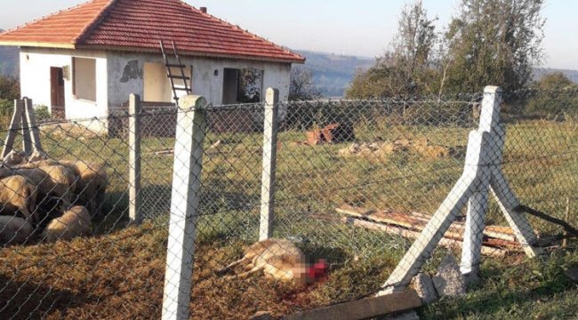 Kandıra'da aç kalan köpekler koyunları telef etti