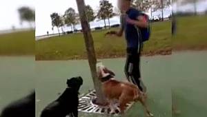 Kedi'yi Ağaçtan indirip Köpeklerine Parçalattılar!