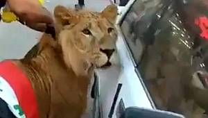 Protestocu güvenlik güçlerinin köpek kullanmasına sinirlenince meydana aslan getirdi