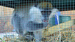 Aksaray'da şaşırtan olay! Çiftçi ahırında maymun buldu...