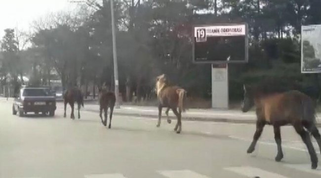 Aldırış etmedi! Metrelerce koşturdu!