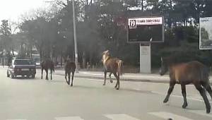 Aldırış etmedi! Metrelerce koşturdu!